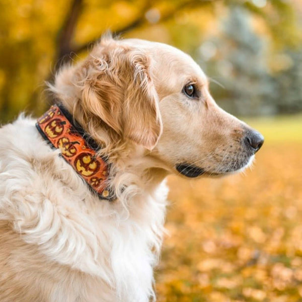 Halloween Dog Collars - Auction Coming Soon!