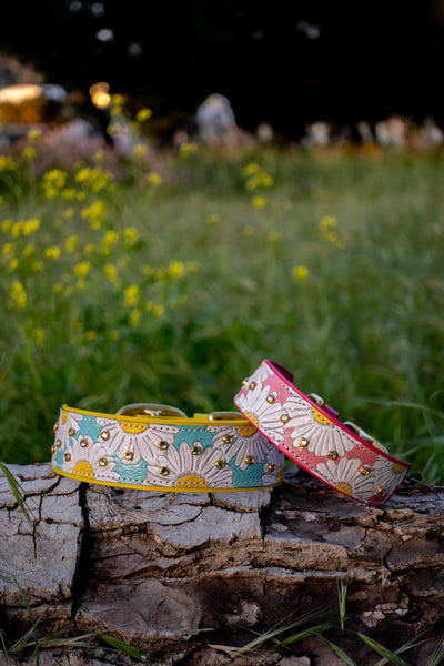 Darling Daisies - Daisy flower tooled leather dog collar design