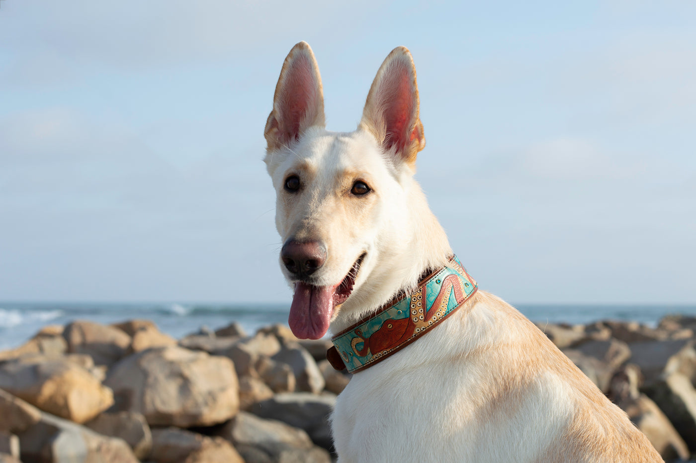 Coconut Leather Dog Collar – Ramona For You