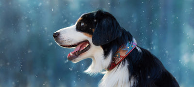 Everything Christmas