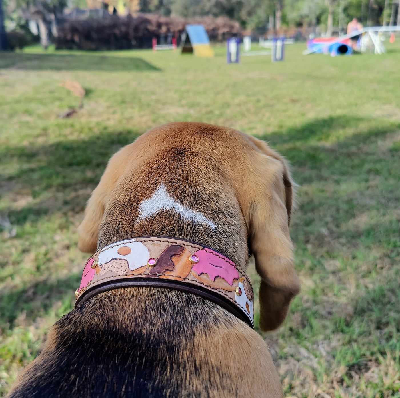 Donuts Dog Collar - KoKoLati