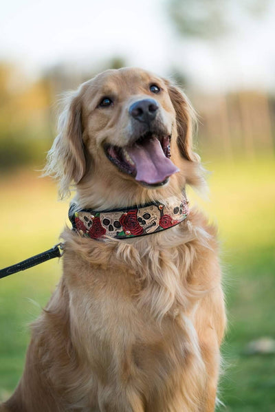 Skulls and Roses Dog Collar - KoKoLati