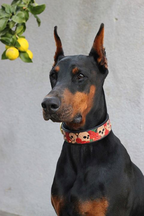 Skulls and Roses Dog Collar - KoKoLati