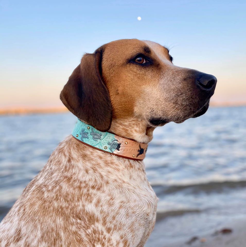 Sea Turtles Dog Collar - KoKoLati