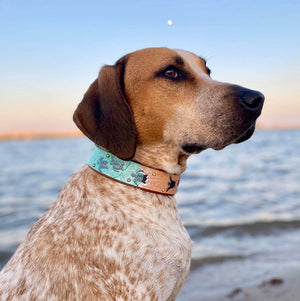 Sea Turtles Dog Collar - KoKoLati