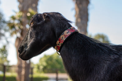 Skulls and Roses Dog Collar - KoKoLati