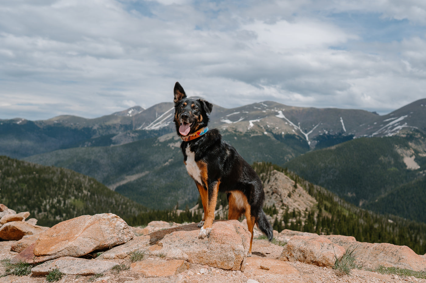 Mountains and Waves Dog Collar - KoKoLati