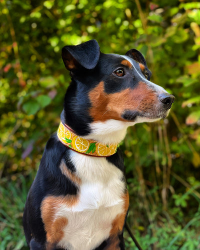 Lemon Dog Collar - KoKoLati