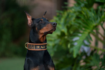 Ancient Egyptian Eye of Ra and Horus Dog Collar