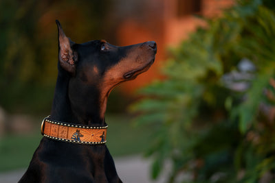 Ancient Egyptian Anubis Dog Collar